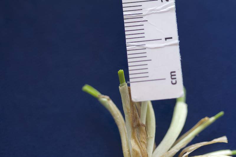 Przyrost powyżej 3 mm – rośliny w dobrej kondycji.