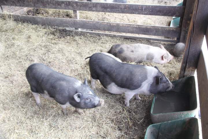 W gospodarstwie utrzymywane są również świnie miniaturki