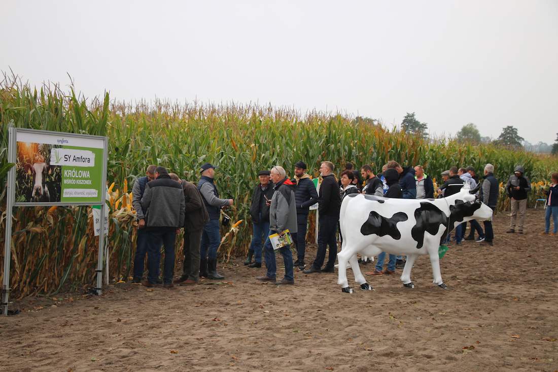 Dzień Kukurydzy Syngenta w Winnej Górze