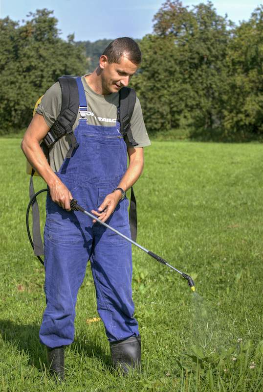 Jeśli oprócz szczawi na łące nie ma innych chwastów, ich zwalczanie można wykonać punktowo np. opryskiwaczem plecakowym.