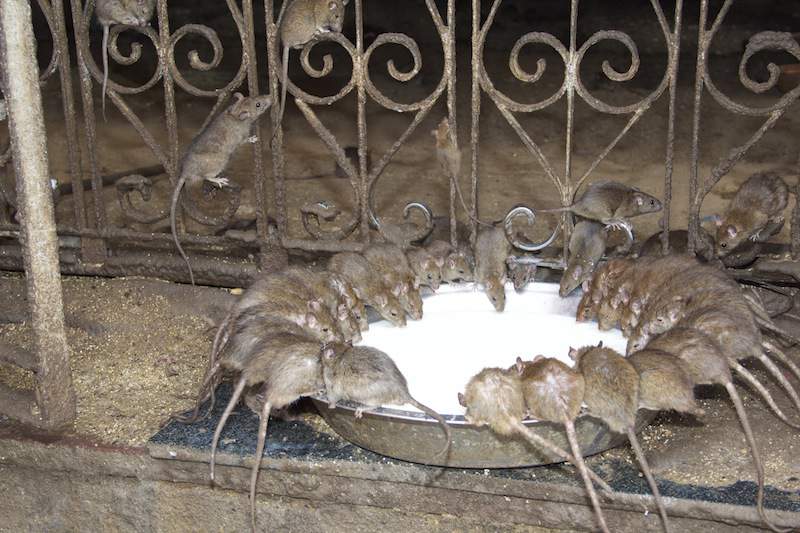 Świątynia szczurów w Pushkar.