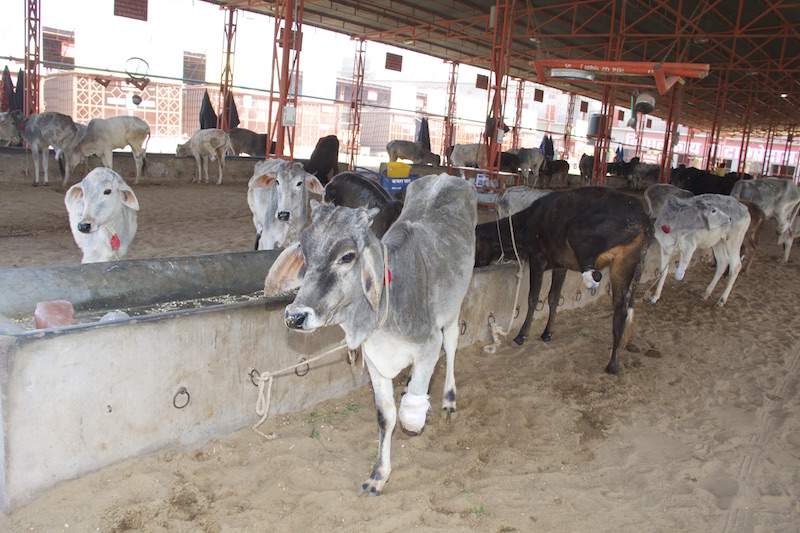 Szpital dla krów w Pushkar.