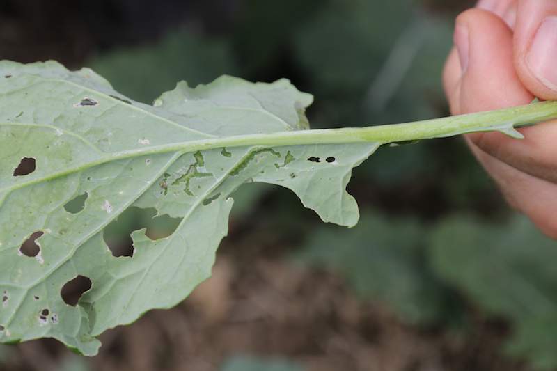 Gąsienice tantnisia krzyżowiaczka wyskrobuje otwory na dolnej stronie liścia