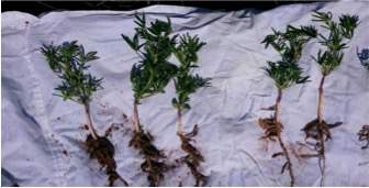 Uprawa roślin strączkowych: Łubin wąskolistny  5–7 ha – 2,5–3 t/ha, Groch siewny 5 ha – 3,5 t/ha, Soja (w planie) 4,5–6 ha.