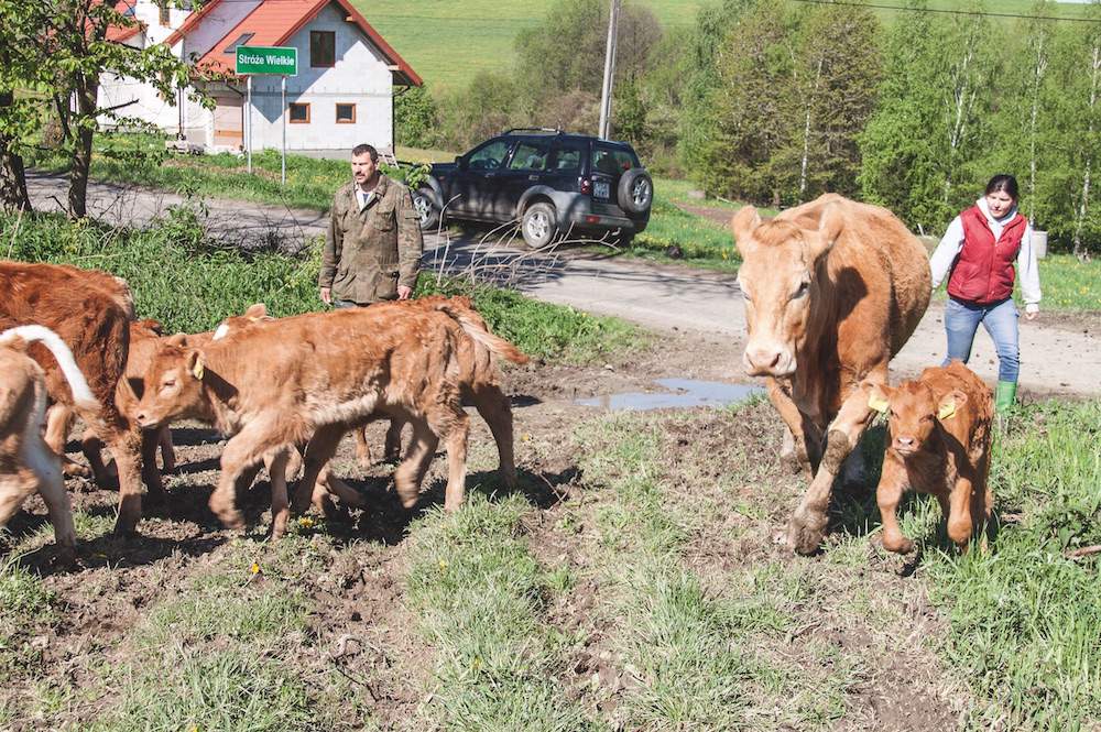 Renata i Mariusz Demkowscy we wsi Zahutyń w gminie Zagórz (woj. podkarpackie) utrzymują 38 mamek ras mięsnych i ich krzyżówek wraz z przychówkiem, łącznie 82 sztuki.