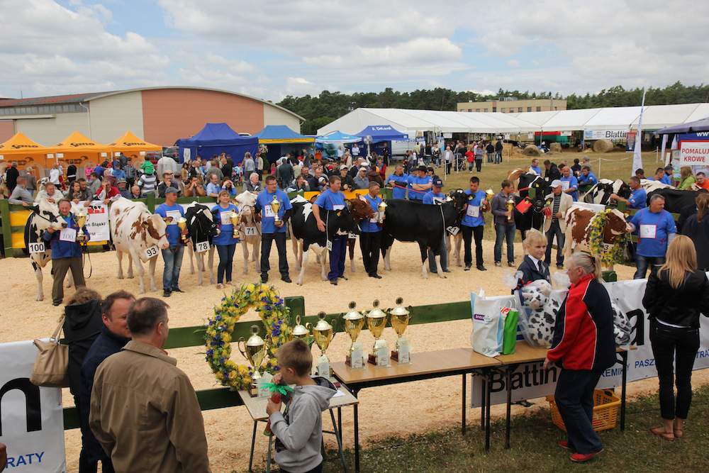 Podczas wystawy zaprezentowano w sumie ok. 90 najlpiękniejszych okazów bydła w regionie.