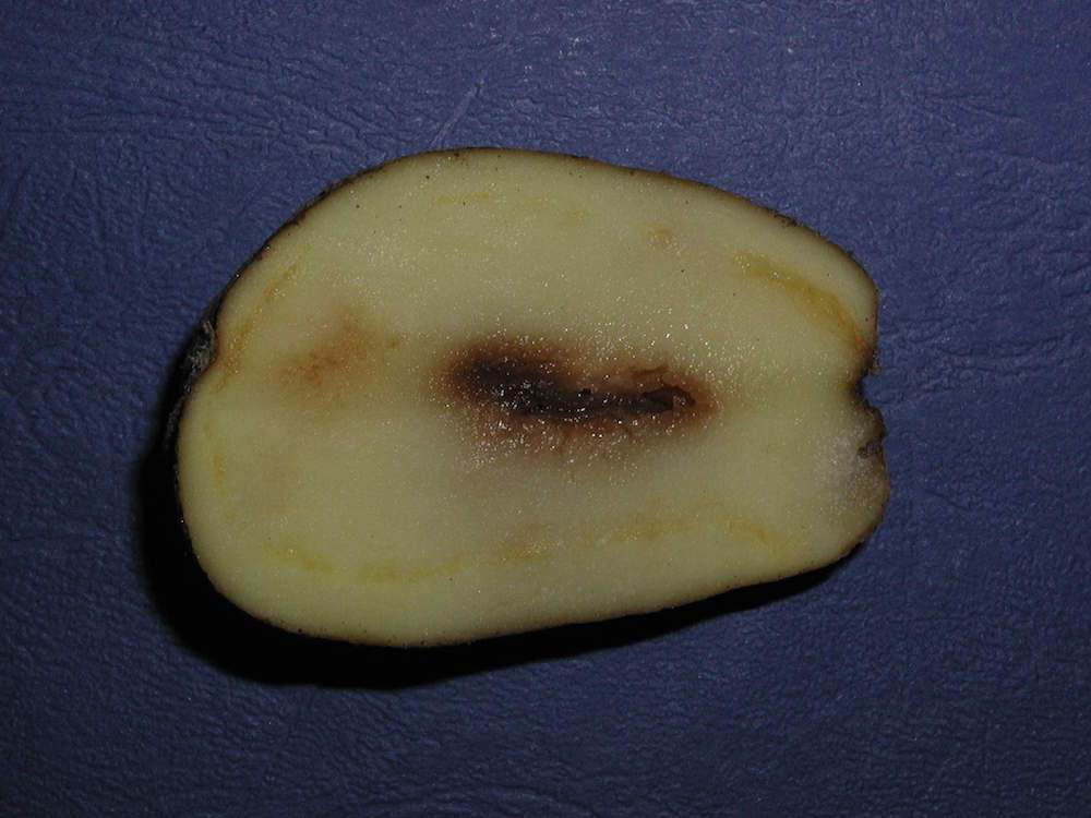 Bakterioza pierścieniowa ziemniaka – sprawca choroby jest agrofagiem kwarantannowym