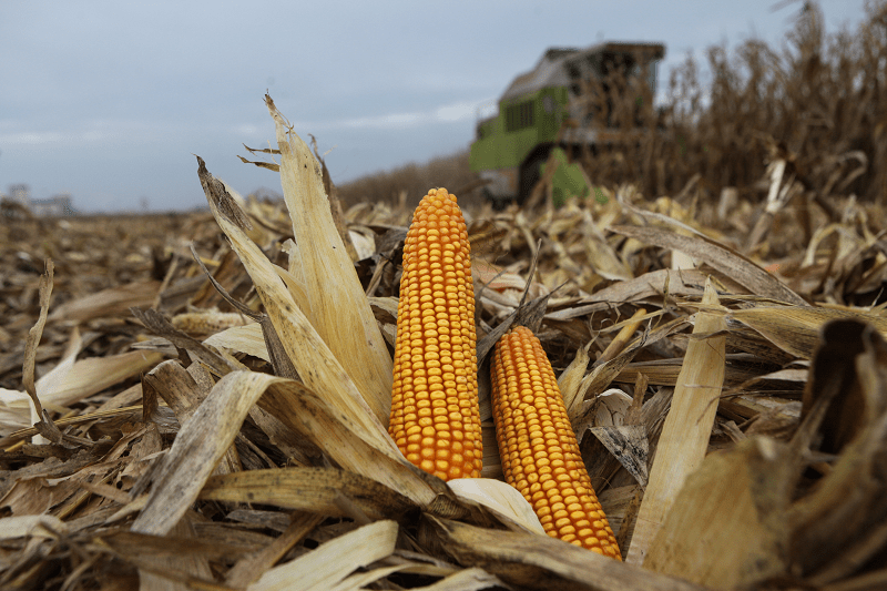 Suszenie kukurydzy w tym roku odbywa się znacznie większym kosztem. Warto wybierać odmiany, których ziarno szybciej oddaje wodę