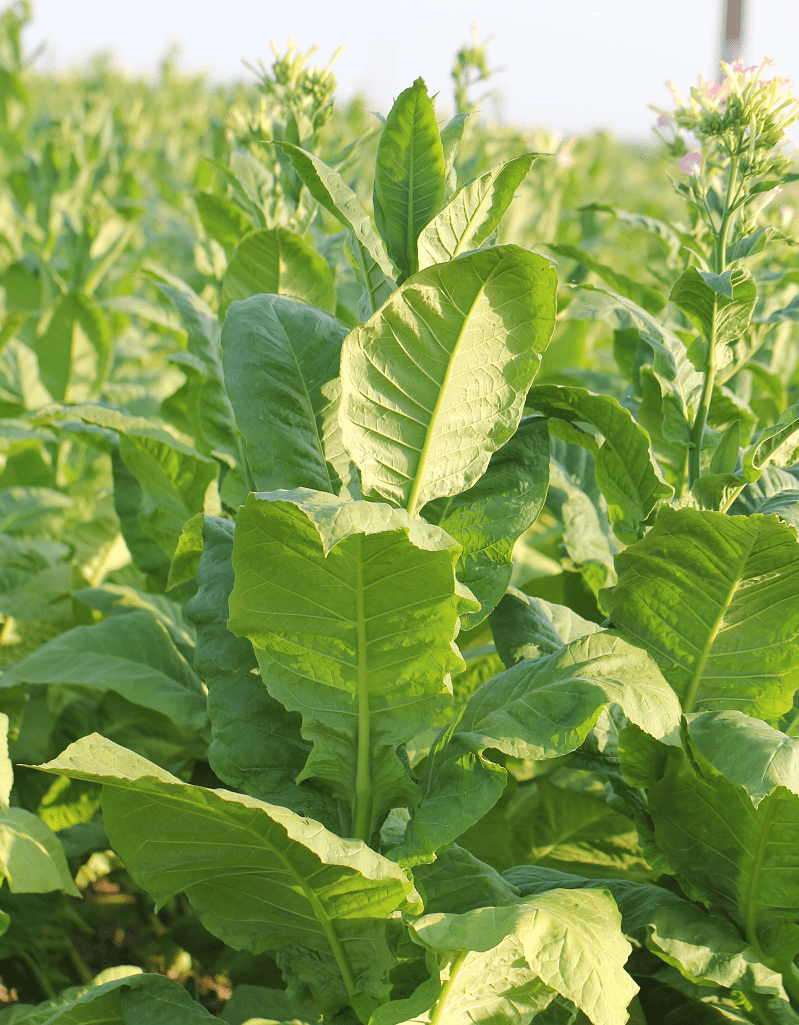 Aby tytoń wykształcał duże zdrowe liście, musi mieć przestrzeń. Dlatego sadzi się go w szerokie rzędy w dużej rozstawie między roślinami.-min