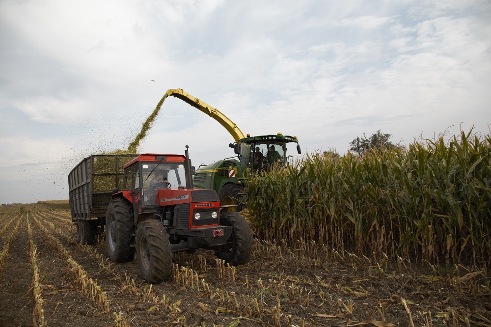 Gospodarstwa z bydłem mogą mieć największy kłopot z utrzymaniem odpowiedniej struktury upraw i zmianowania. Rozwiązaniem jest uprawa międzyplonów po zbiorze kukurydzy na kiszonkę.