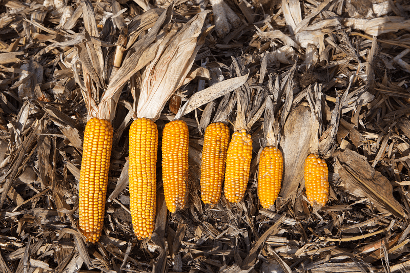 Kolby kukurydzy na ziarno nawet w ramach jednego pola i jednej odmiany wykazują w tym roku duże zróżnicowanie