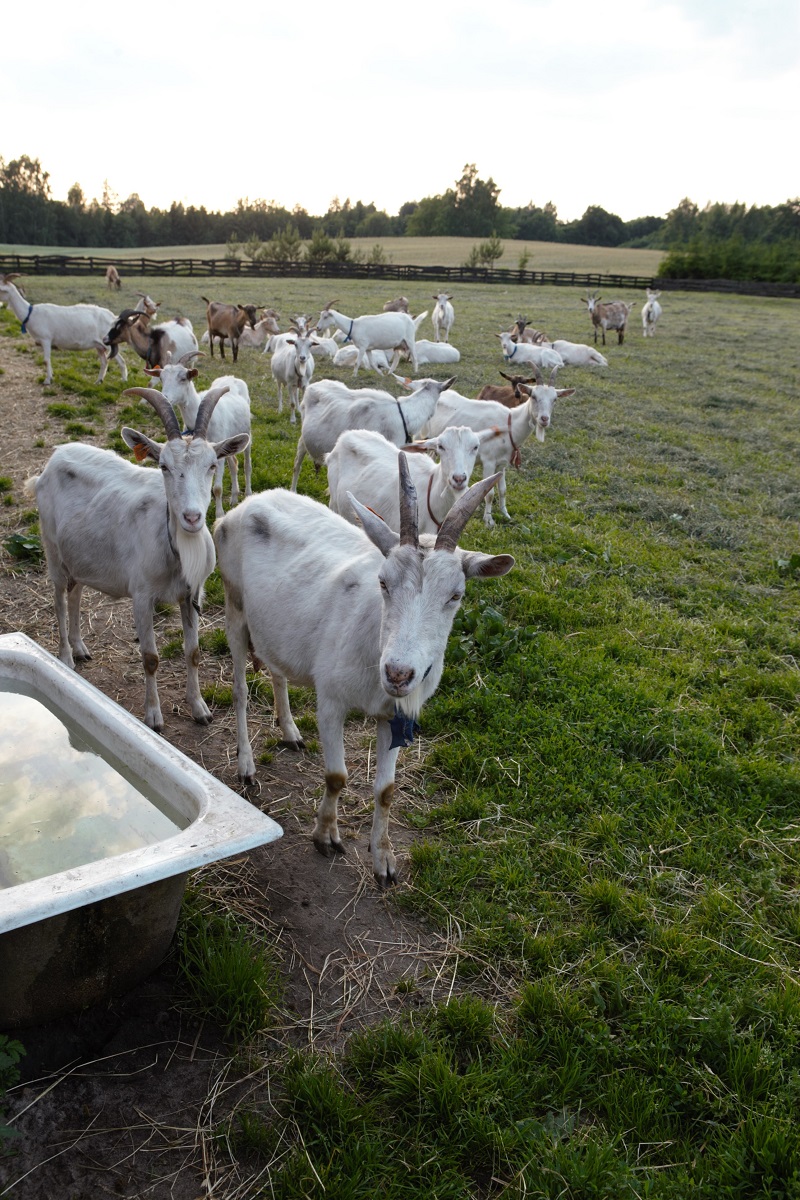 Zgłaszane do płatności dobrostanowych kozy muszą być obligatoryjnie wypasane.