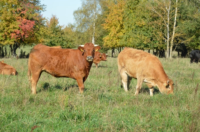 Hodowca utrzymuje 120 krów mamek na pastwisku od maja do listopada.