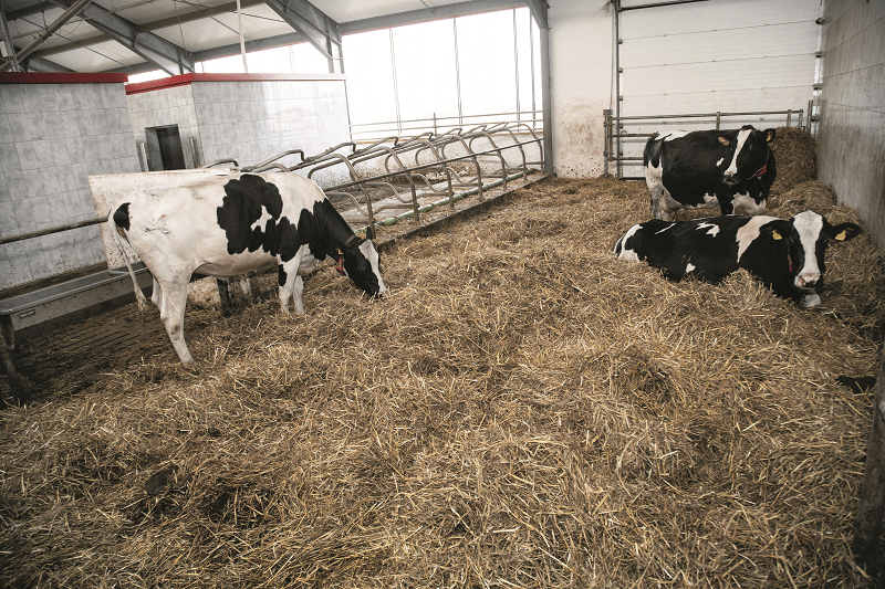 Obszerna porodówka dla krów o wymiarach 15,5 m długości i 10 szerokości.