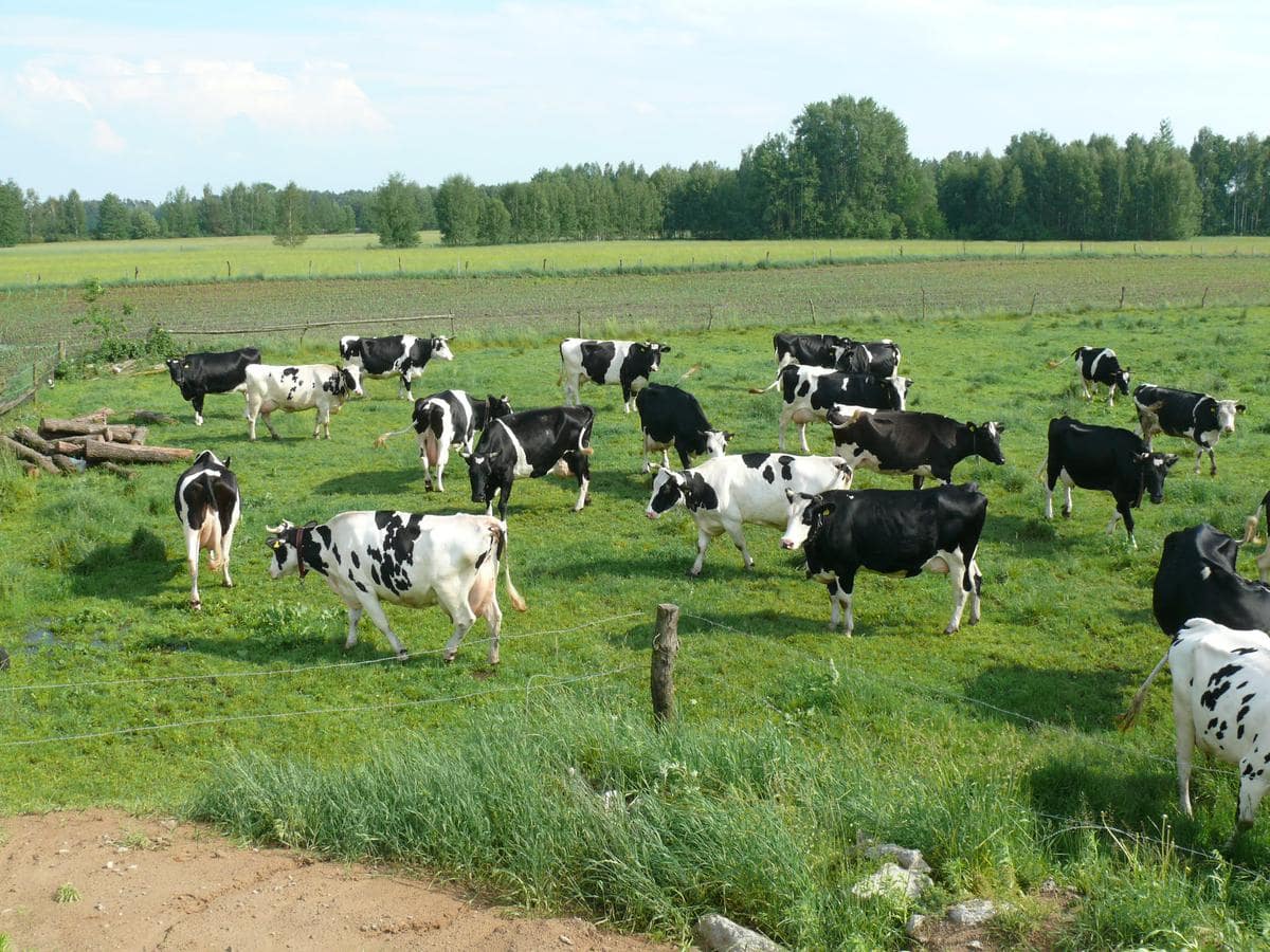 Krowy na pastwisku przebywają przez większość czasu, spędzając w chłodzie upalne noce. Wracają do obory na dój i dokarmianie.