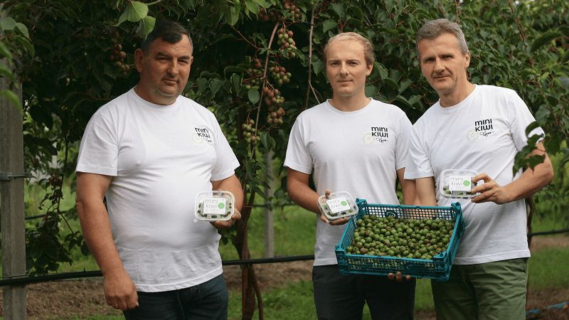 Powodowo, pow. wolsztyński. Tomasz Jazdon, Karol Konopka, Rafał Konopka. Uprawa minikiwi na 10 ha, odmiany Weiki i Geneva