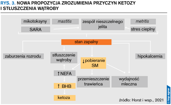 Rys. 3. nowa propozycja zrozumienia przyczyn ketozy i stłuszczenia wątroby