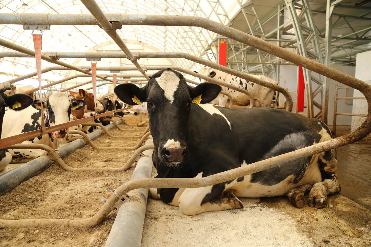 Krowy mają do dyspozycji materace legowiskowe o grubości 5 cm i pełną posadzkę czyszczoną przez robota.