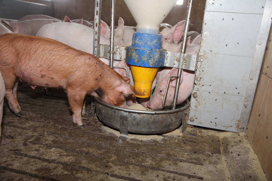Koszty żywienia stanowią największą pozycję w produkcji świń. Trzeba je kontrolować na każdym etapie produkcji.