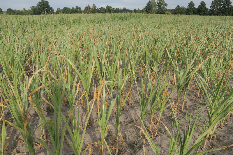 Tegoroczna susza mocno uderzyła w uprawy kukurydzy. Wiele z nich jest niewyrośniętych, rośliny są zredukowane i w dużej części zasuszone.