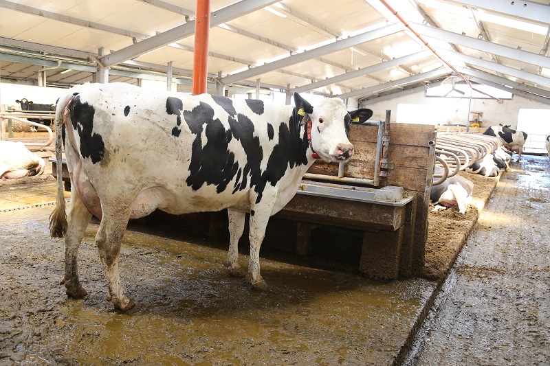 Krowa zawsze napije się po doju, dlatego kluczowe jest rozmieszczenie poideł w oborze. W Szczodrzykowie udało się zwiększyć dostępność poideł z 5 cm do 20 cm/krowę.