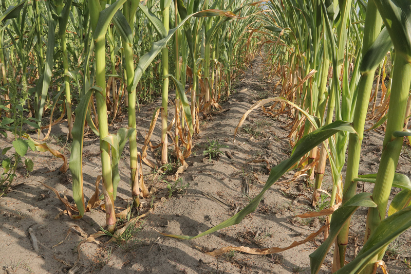 W pozostawionych po głęboszu rowkach gromadzi się woda opadowa, którą efektywnie mogłaby wykorzystać w tym sezonie kukurydza.