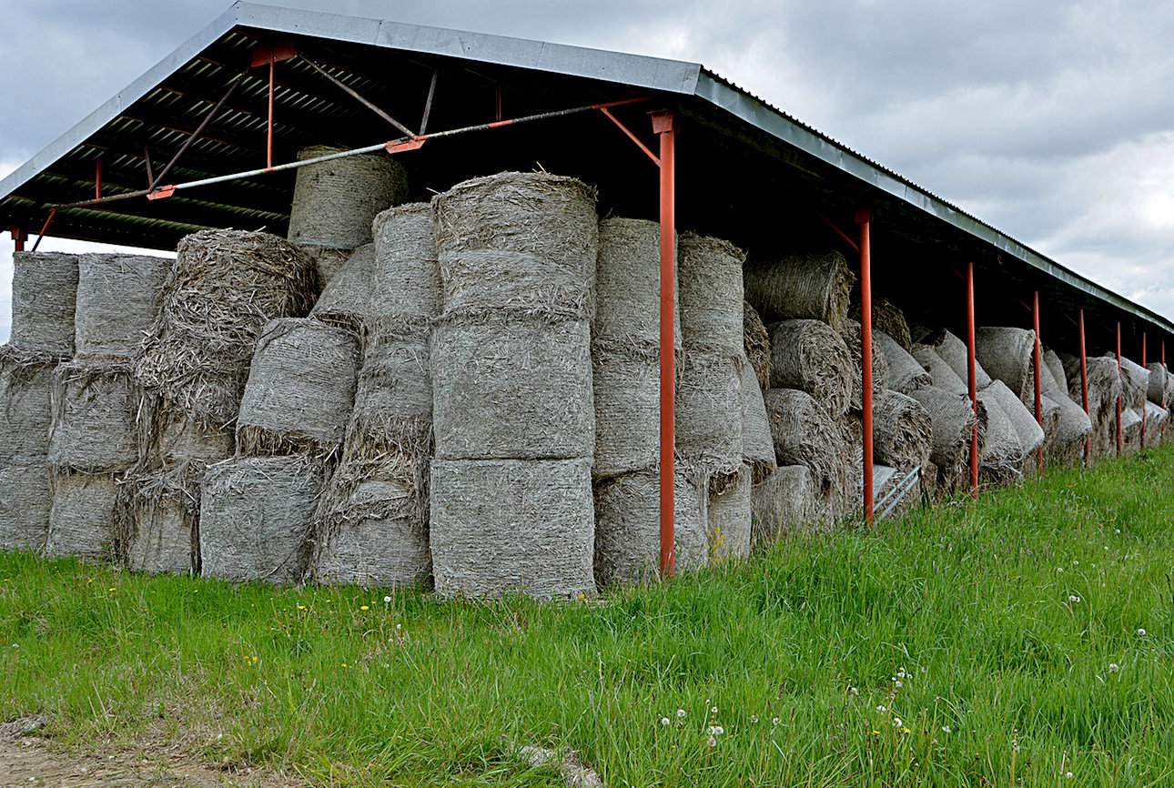 Słoma musi przejść na polu kilkutygodniowy naturalny proces roszenia. Dzięki temu późniejsze oddzielenie włókien od łodyg przebiega łatwiej. Na zdjęciu zmagazynowana słoma zbierana w różnych sezonach czekająca na przerób