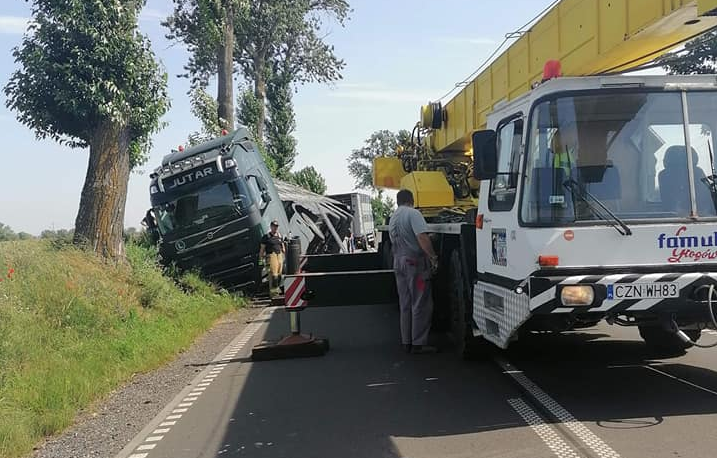 Wypadek auta ze świniami. Niemal 100 świń umierało w męczarniach