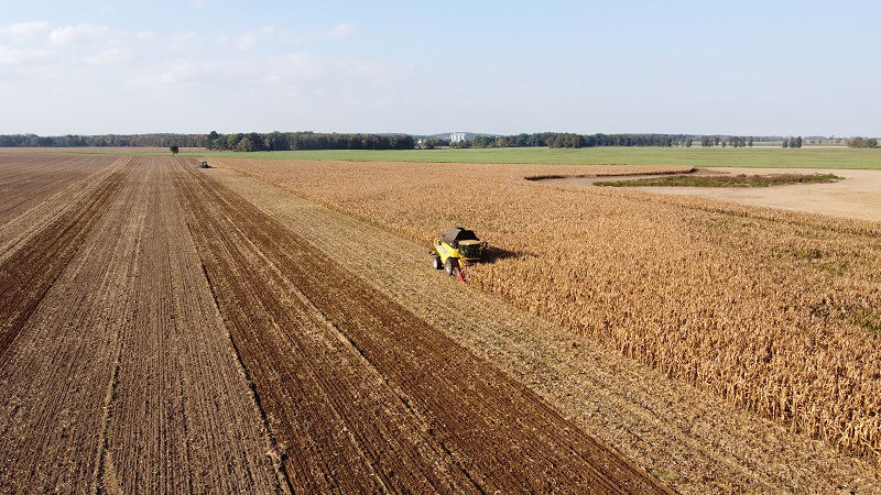 Rolnicy w woj. opolskim oceniają plony kukurydzy na ziarno jako mizerne. Analizują wilgotność ziarna, a wiele pól nadal nie jest wymłóconych. Jakie ceny z skupie za mokrą i suchą kukurydzę, wilgotność i plony?  