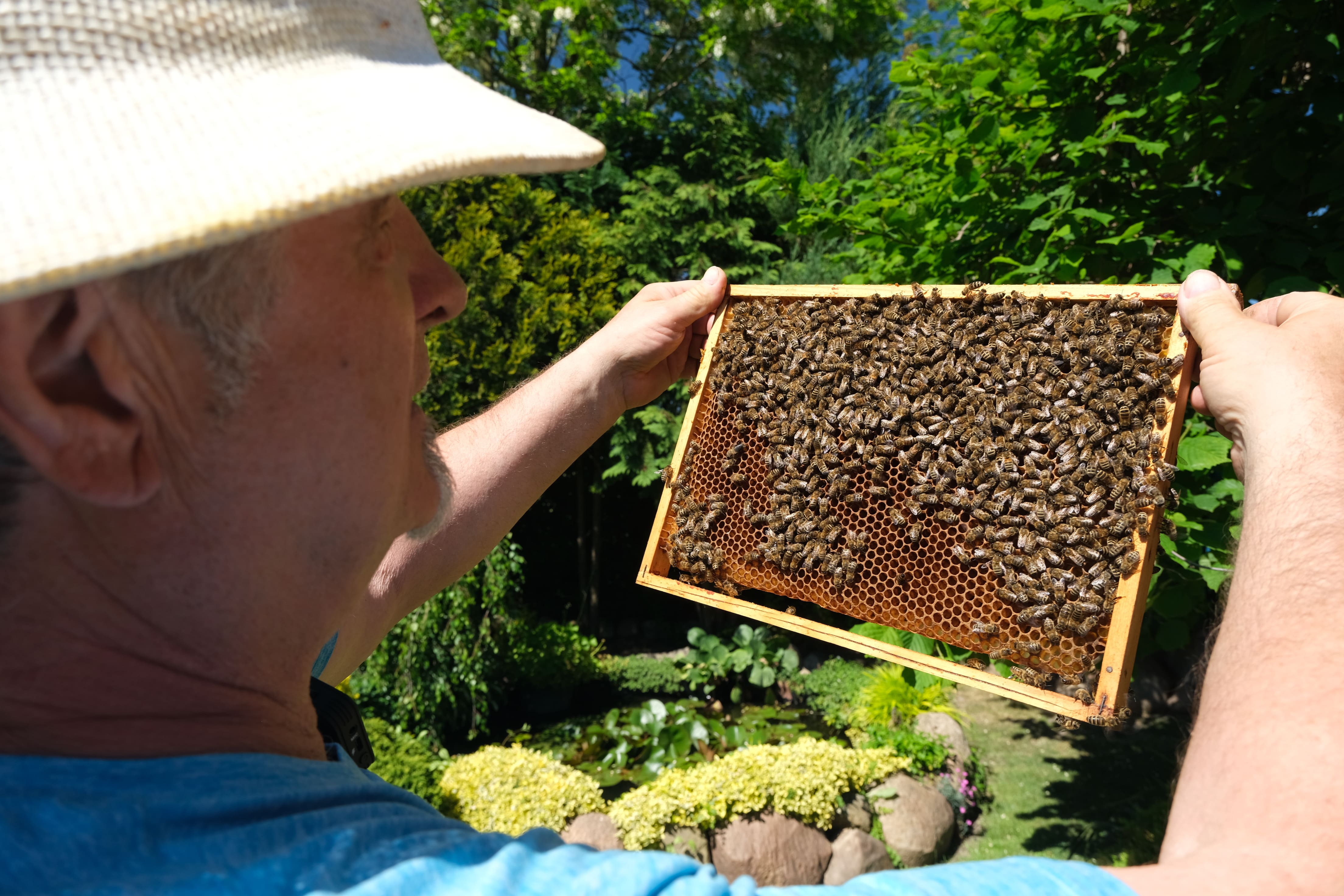 Jak przebiega miodobranie i współpraca rolników z pszczelarzami?