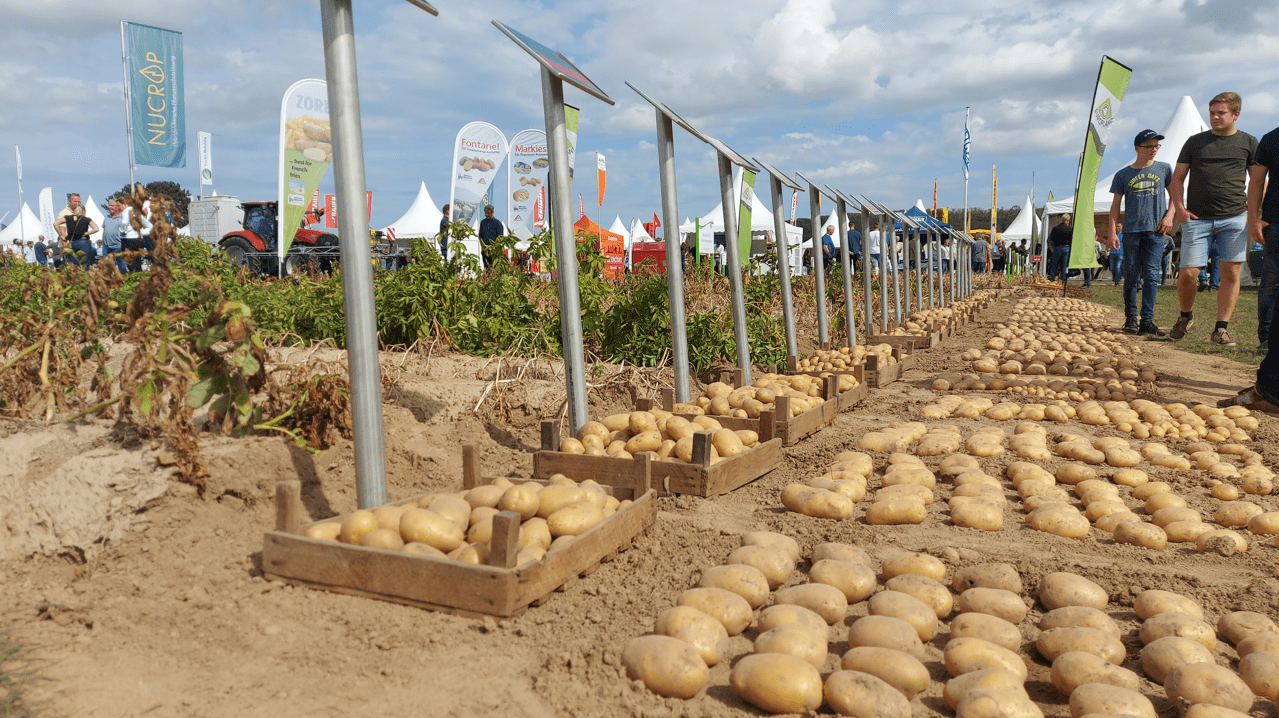 To największa tego typu impreza w Europie poświęcona uprawie ziemniaka, na którą przyjeżdżają zwiedzający niemal z całego świata z tych regionów, gdzie uprawa ziemniaka jest ważna. Prezentujemy film podsumowujący to wydarzenie, m.in. z przedstawicielem DLG, organizatora.