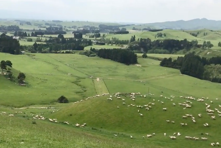 W 1986 roku kiedy rząd Nowej Zelandii obciął dotacje dla rolnictwa pogłowie owiec wynosiło 70 mln. Obecnie to 27,4 mln. Hodowcy za wełnę otrzymują 2 dolary za kg, zaś samo strzyżenie i przygotowanie wełny to koszt ok. 5 dolarów. Jak w Nowej Zelandii żyje się hodowcom owiec? Zobaczcie film z naszej wizyty na jednej z tamtejszych farm!
