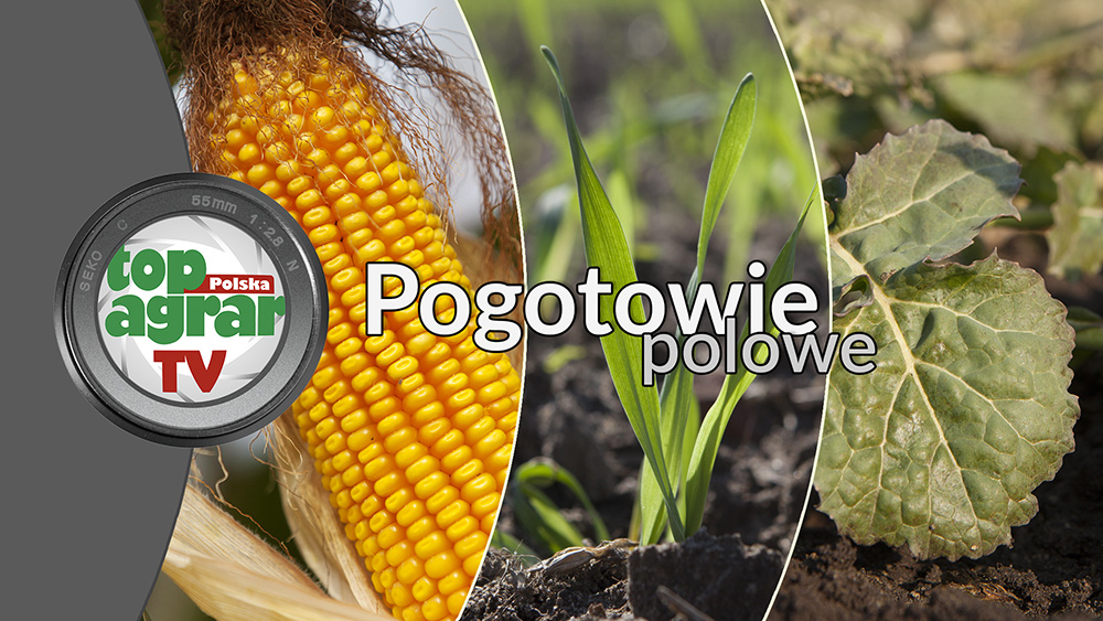     
Chowacz brukwiaczek jest szkodnikiem, który atakuje rzepak już wczesną wiosną. Jego naloty mogą rozpocząć się nawet pod koniec lutego. Ocieplenie, które teraz obserwujemy w pogodzie sprzyja temu szkodnikowi. W tym odcinku „Pogotowia polowego” podpowiadamy jak ocenić czy ten nieproszony gość pojawił  się w rzepaku i kiedy wykonać zabieg zwalczający.
