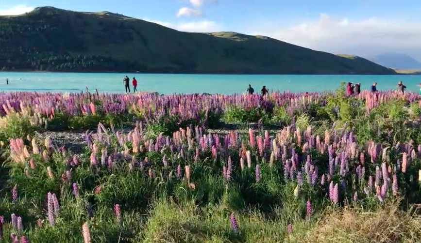 Jezioro Tekapo to magiczne miejsce Wyspy Południowej. Krystalicznie czysta woda, zielone wzgórza i ośnieżone szczyty to Nowa Zelandia w najlepszym wydaniu! Zobaczcie kolejny film z podróży i podziwiajcie widok, który zapiera dech w piersiach!