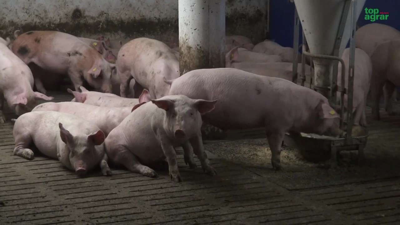 Coraz większa niechęć do trzymania świń panuje wśród hodowców trzody chlewnej. Ceny żywca wieprzowego pomimo chwilowych wzrostów, jak na przykład przed Świętami, zwykle są poniżej kosztów produkcji, które w ostatnich kilkunastu miesiącach radykalnie wzrosły. Od kilku lat hodowcy likwidują lub zmniejszają stada trzody chlewnej i nie widzą szansy na poprawę swojej sytuacji w nowym roku.
 W filmie głos zabierają:
- Jan Damboń, rolnik z Roszkowic.
- Gerard Grohlich, rolnik z Olbrachcic,
- Zbigniew Patyna, zakład przetwórstwa mięsnego w Turawie
 
dr Mariusz Drożdż